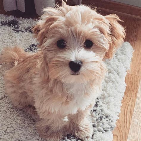 We have often met people from Minnesota with our Teddy bear, Morkie, and Maltipoo puppies. . Maltipoo for sale 600
